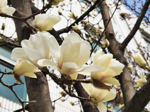社工1241吴佳敏(2)
